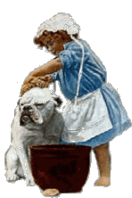 Hunde bade hunde bilder