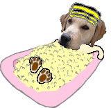 Hunde bade hunde bilder