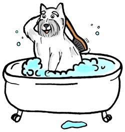 Hunde bade hunde bilder