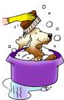 Hunde bade hunde bilder