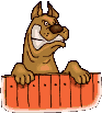 Hunde lustig hunde bilder