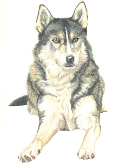 Husky