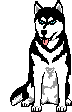 Husky hunde bilder