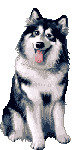 Husky hunde bilder