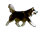 Husky hunde bilder