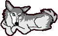 Husky hunde bilder