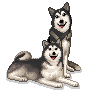 Husky hunde bilder
