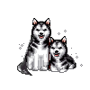Husky hunde bilder