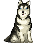 Husky hunde bilder