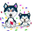 Husky hunde bilder