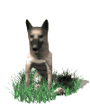 Hutehunde hunde bilder