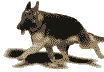 Hutehunde hunde bilder