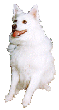 Hutehunde hunde bilder