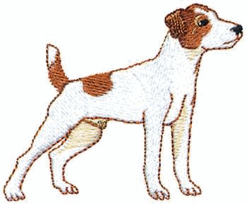 Jack russell