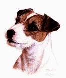 Jack russell hunde bilder