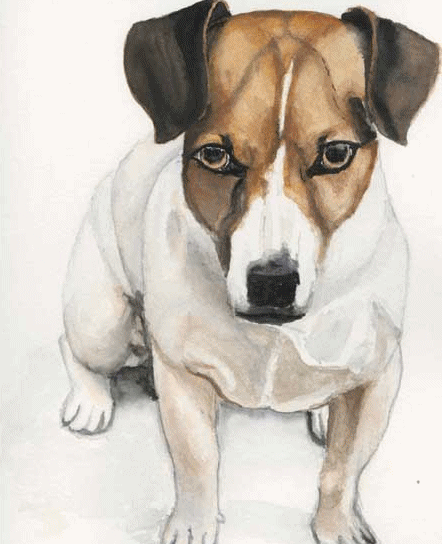 Jack russell hunde bilder