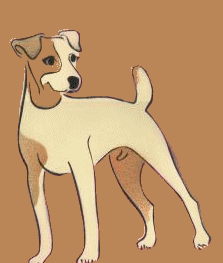 Jack russell