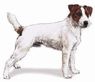 Jack russell