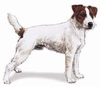 Jack russell hunde bilder