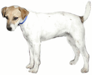 Jack russell hunde bilder