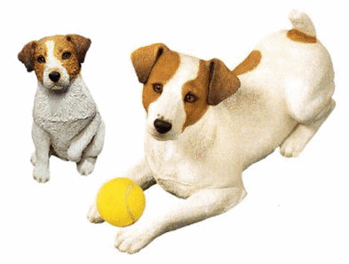 Jack russell hunde bilder