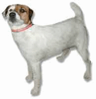 Jack russell hunde bilder