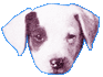 Jack russell hunde bilder