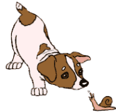 Jack russell hunde bilder