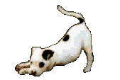 Jack russell hunde bilder