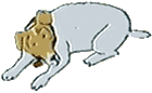 Jack russell hunde bilder