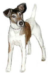 Jack russell