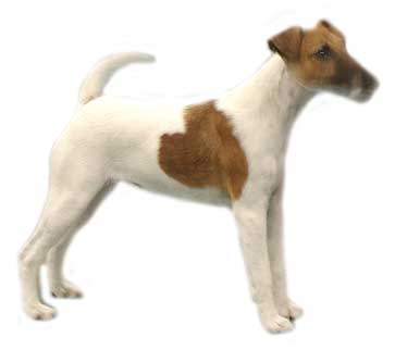 Jack russell hunde bilder