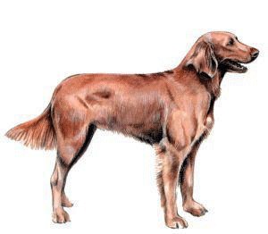 Jagdhund