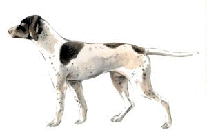 Jagdhund