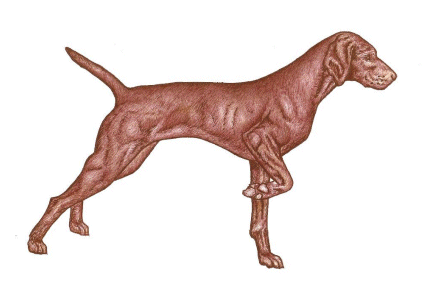 Jagdhund