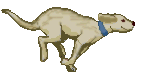 Jagdhund hunde bilder