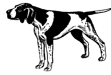 Jagdhund