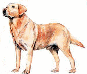 Labrador hunde bilder