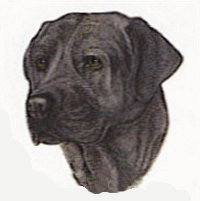 Labrador hunde bilder