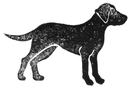 Labrador hunde bilder