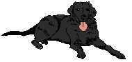 Labrador hunde bilder
