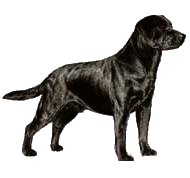 Labrador hunde bilder
