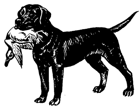 Labrador