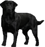 Labrador hunde bilder