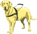 Labrador