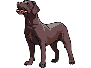 Labrador