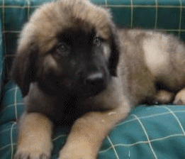 Leonberger hunde bilder