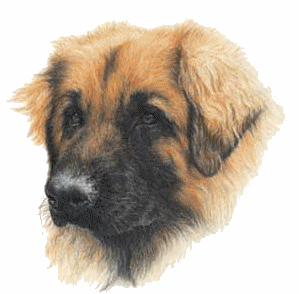 Leonberger hunde bilder