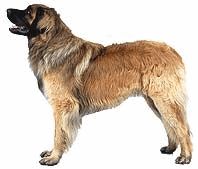 Leonberger hunde bilder