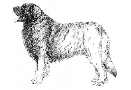 Leonberger hunde bilder